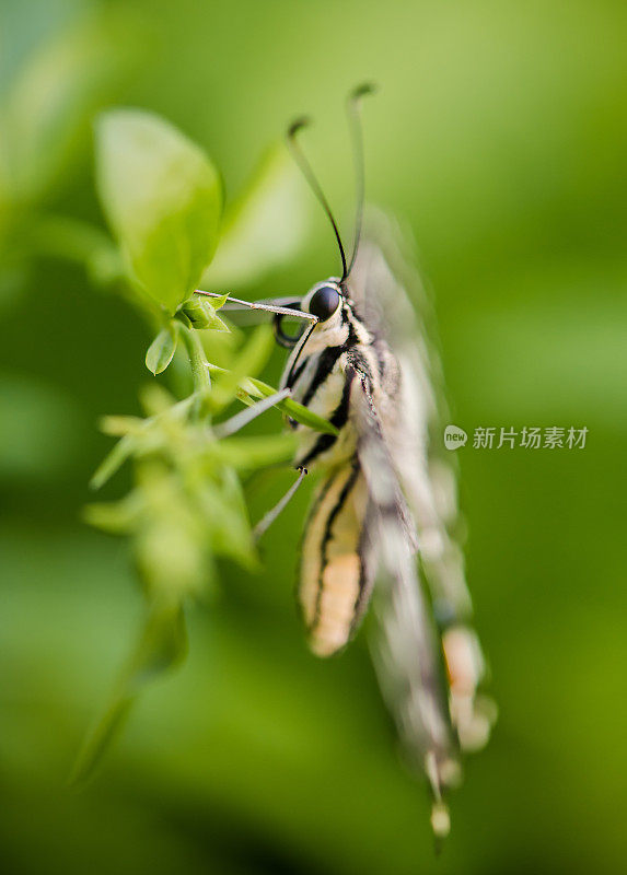 蝴蝶特写