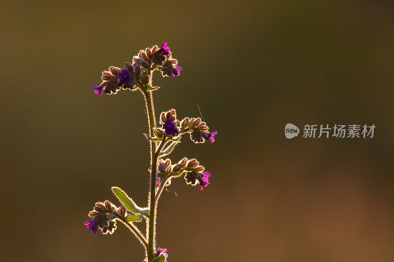 常见的牛舌草