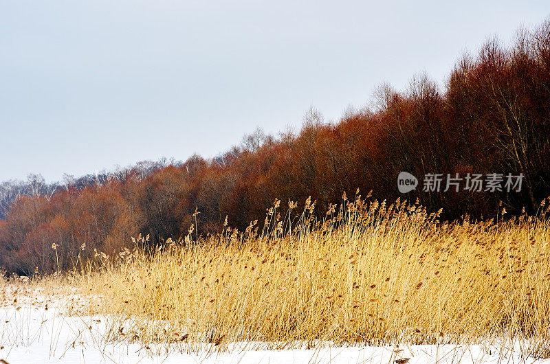 冰冻的河岸。里德树木的天空