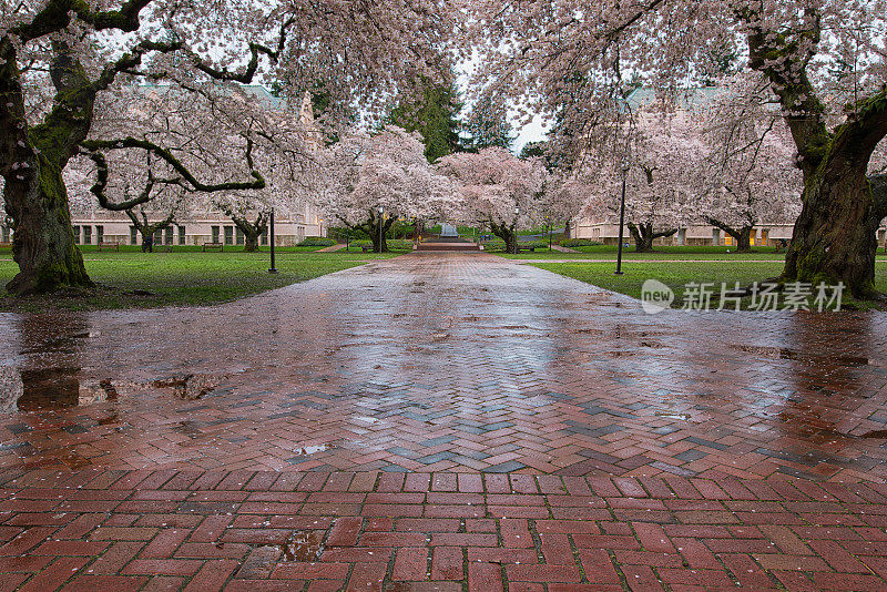 华盛顿大学校园里的樱花盛开