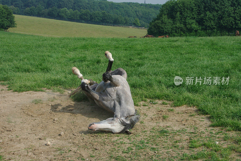 马在一个温暖的夏天