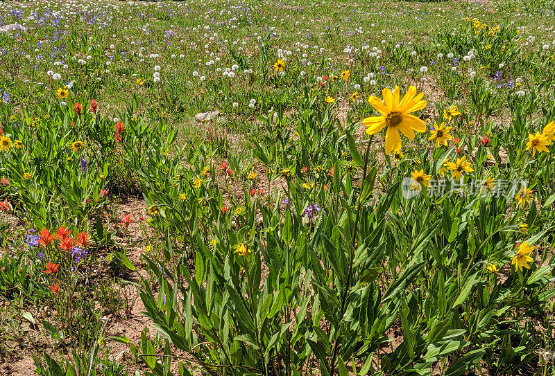 在开放的草地野花沿着公路通往布莱恩头和雪松打破犹他州国家纪念碑包括Elkweed，蓍草，雏菊，蒲公英和印第安画笔