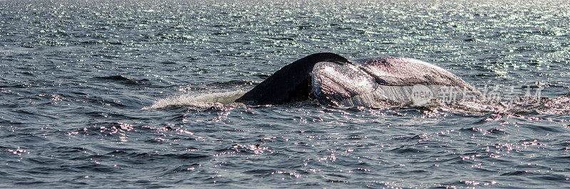 在圣劳伦斯河观看鲸鱼