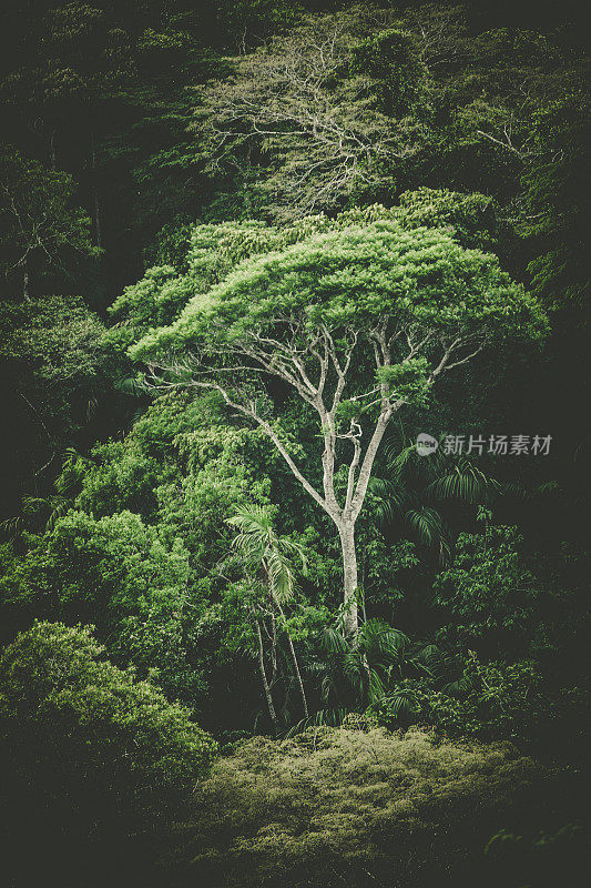 热带雨林树背景，巴拿马