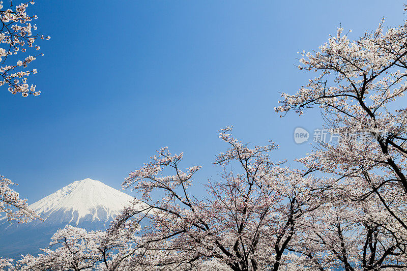 穿过樱花树的富士山