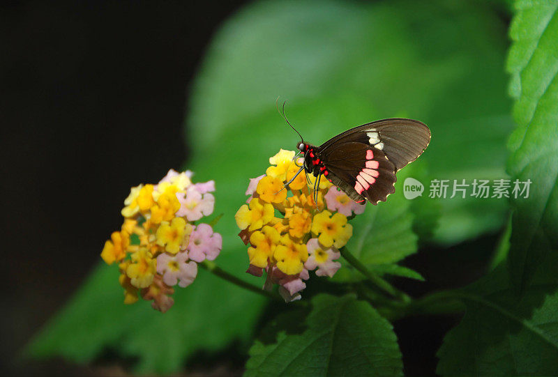 凤尾蝶在马缨丹花上。