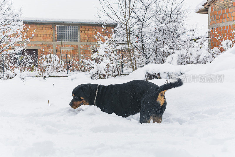 村子里的狗在雪地里玩耍