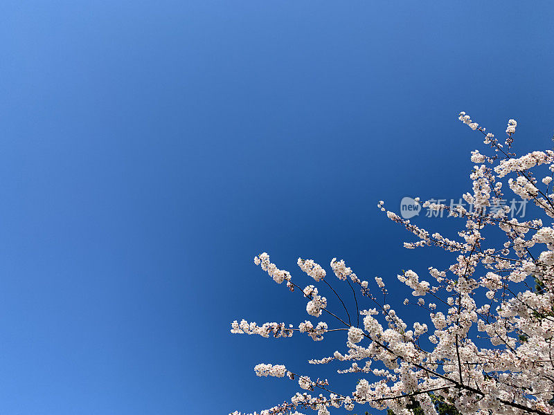 樱花树枝