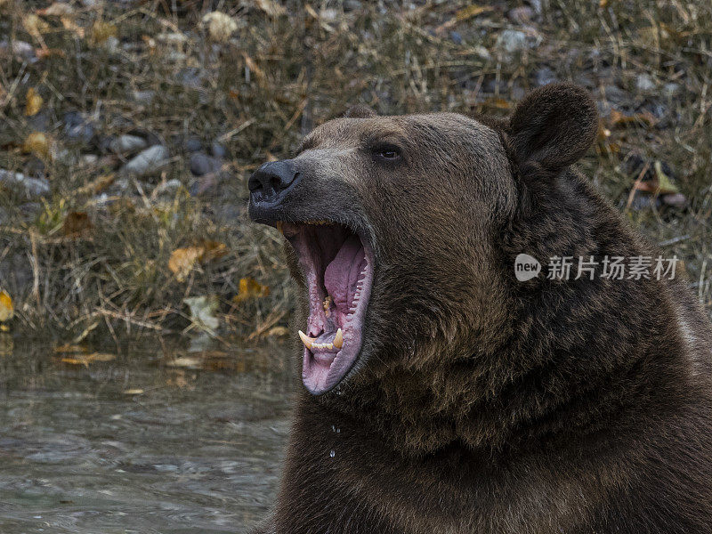 灰熊的头，嘴张开的水域边缘俘虏