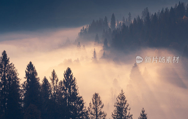 云杉透过晨雾在秋日雾蒙蒙的山顶上照射。