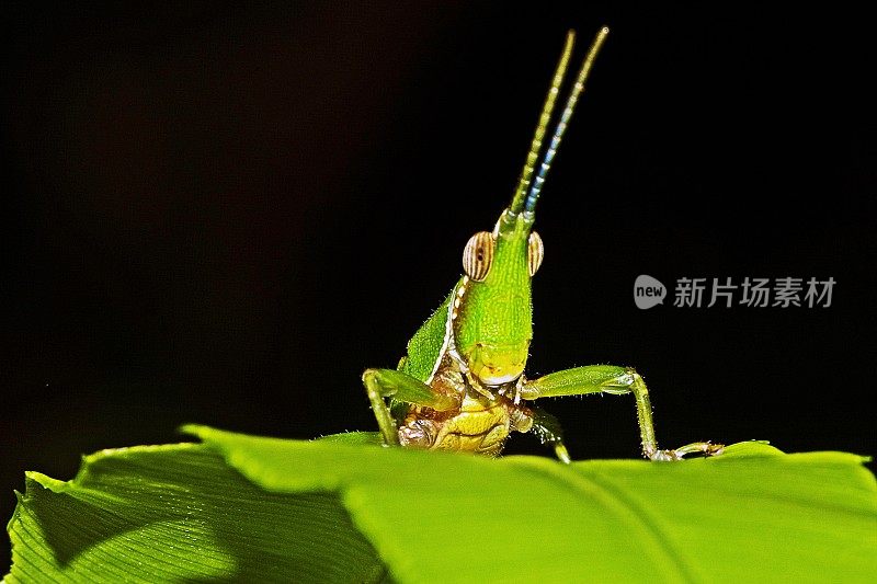 蚱蜢爬上绿叶。