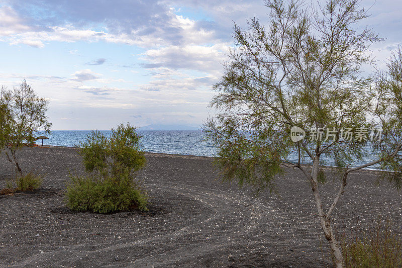生长在爱琴海圣托里尼希腊基克拉迪斯岛佩里萨黑沙滩上的树木和灌木。