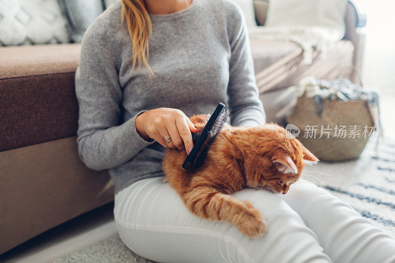 在家里用梳子刷给姜猫梳头。女主人照顾宠物为其脱毛。