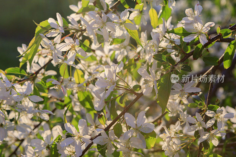 白杏树开花