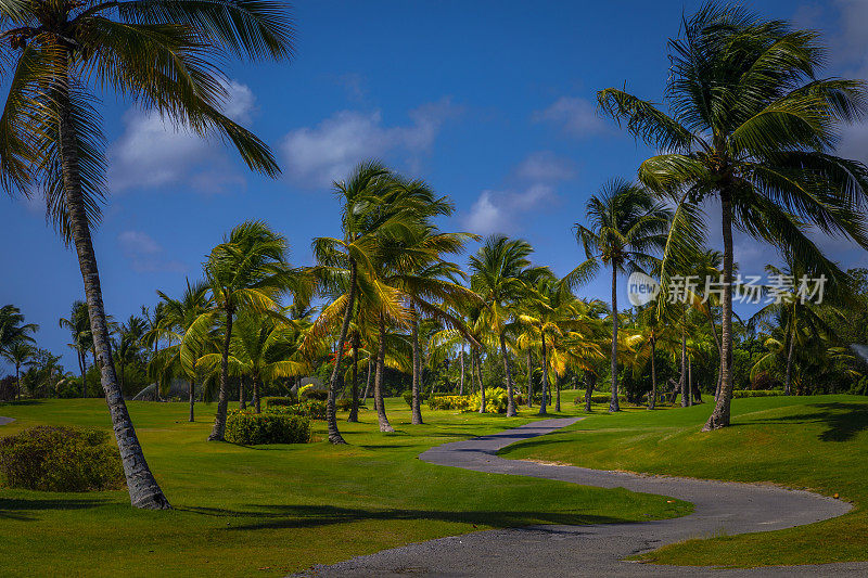 加勒比海棕榈树下的小路-蓬塔卡纳，多米尼加共和国