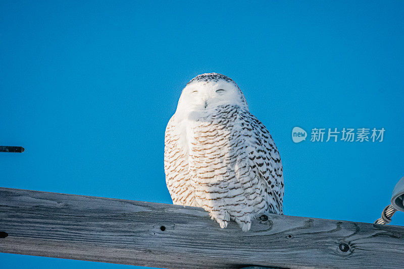 雪枭,电。