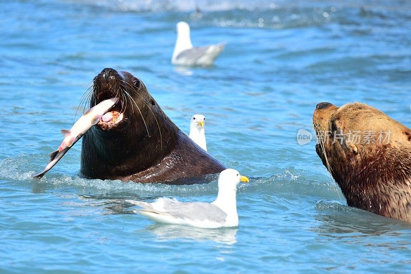 雄性海狮进食