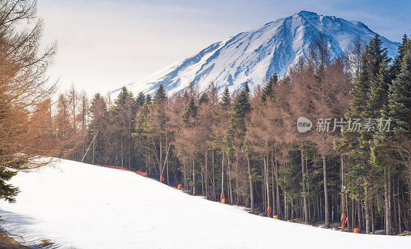 富士山景色与坡雪谷松树，富士山山顶美丽的美景在冬季的时候在富士藤