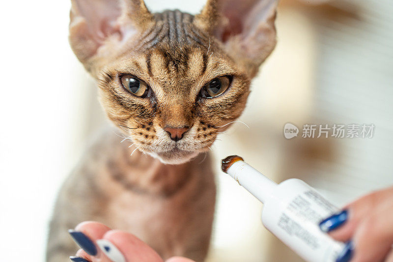 特写肖像德文郡雷克斯小猫与猫维生素-库存照片