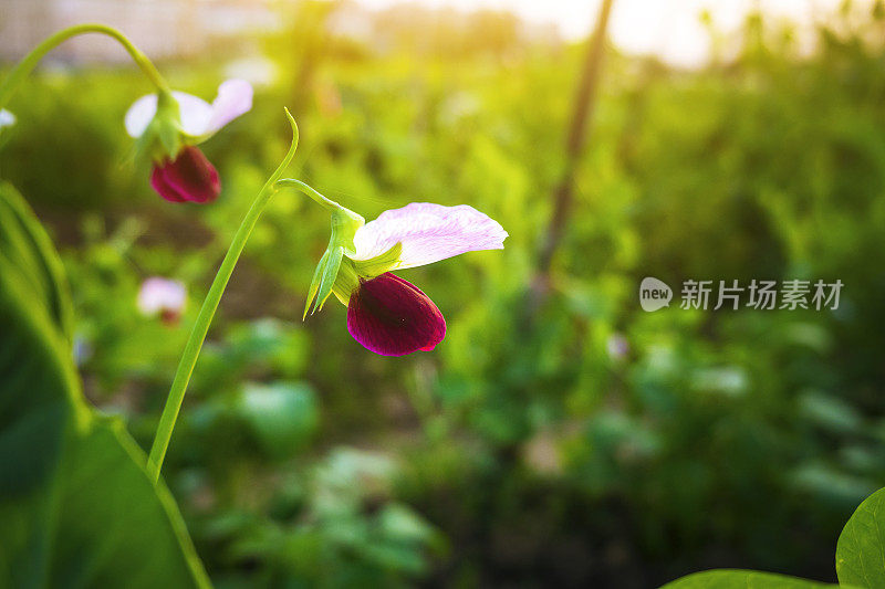 在春天的阳光下，紫色的豌豆花在农田里