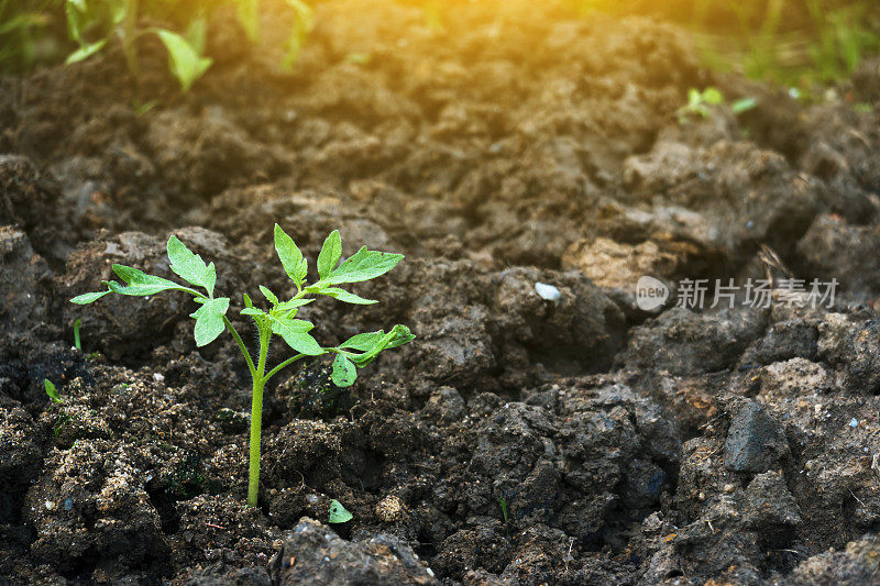 番茄树苗在农田里施磷肥