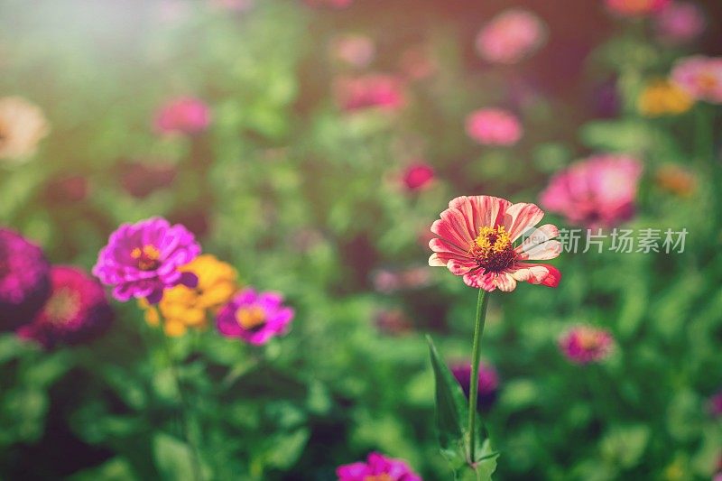 园艺的概念。花园鲜花和植物在阳光的背景