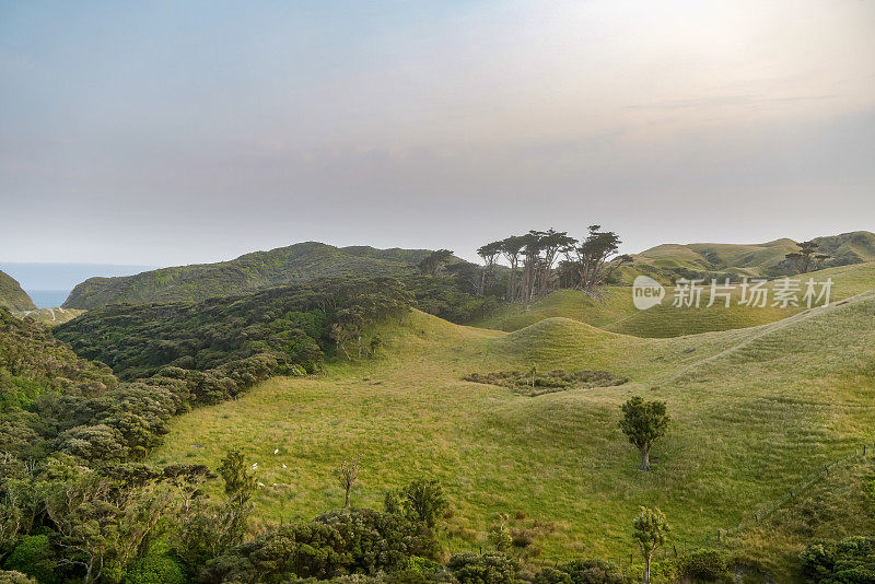 新西兰南岛纳尔逊，塔斯曼区普蓬加，日出时通往瓦拉里基海滩的小路