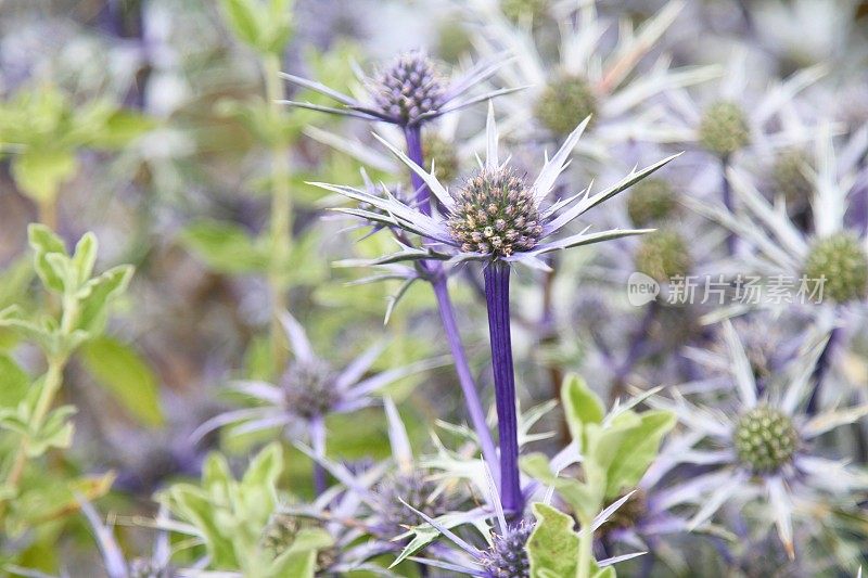 紫水晶、紫水晶或海蓟特写