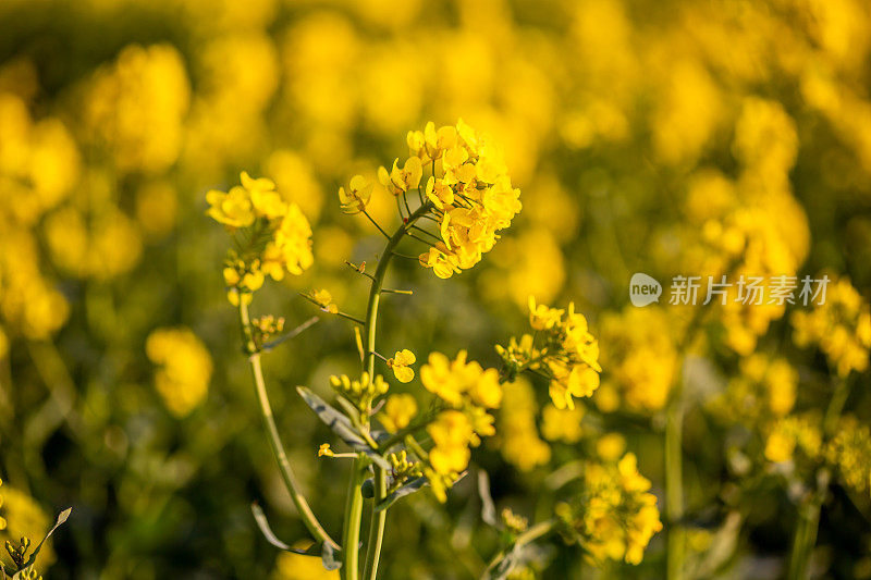 油菜花-特写