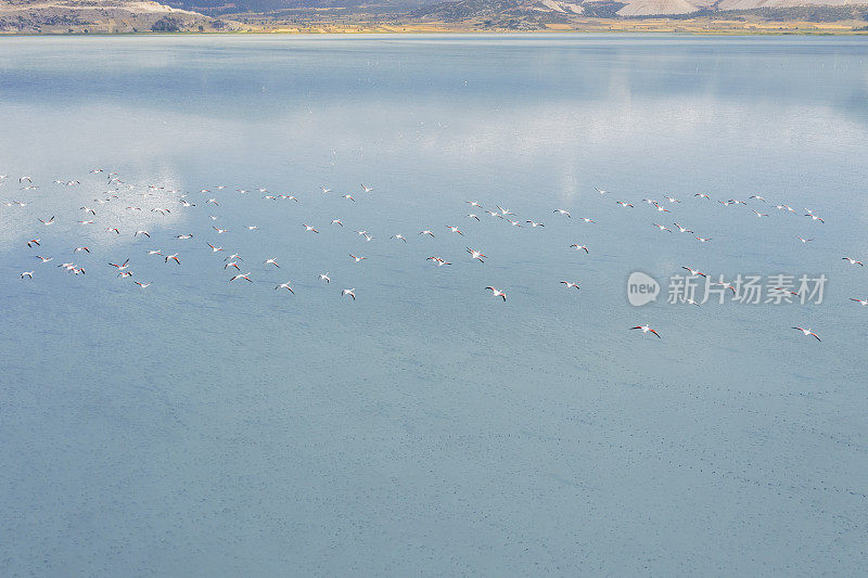 火烈鸟在湖上飞翔