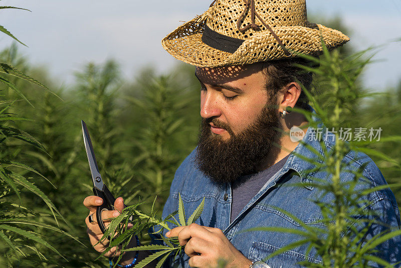 男子采集医用大麻