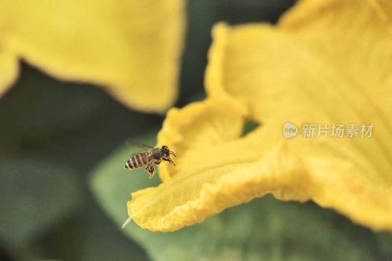 飞蜂和南瓜花