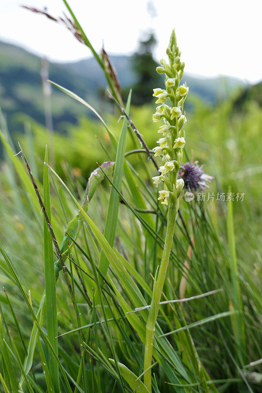 long-bracted兰花