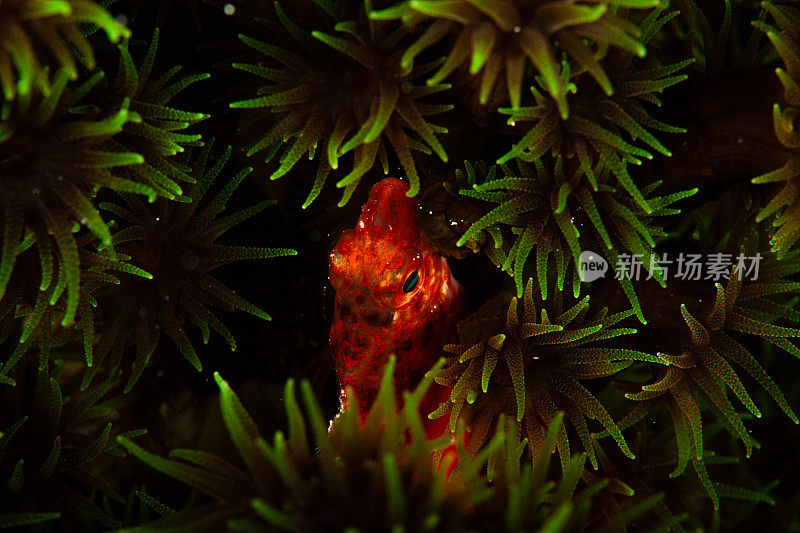 热带鱼，海洋生物，