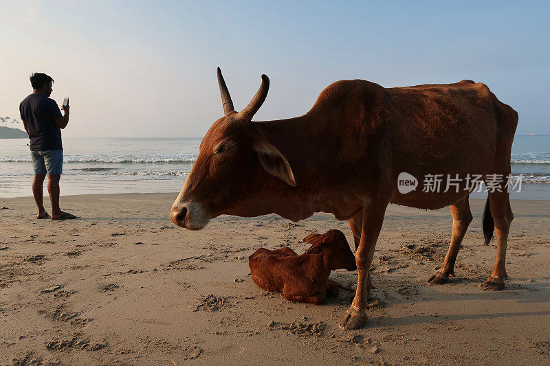 印度南部果阿巴勒姆海滩，一头棕色的印度圣牛躺在沙滩上望着大海，一头野牛躺在水边的沙子上休息