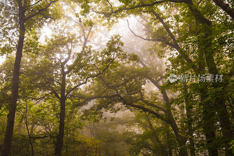 在一个雾蒙蒙的秋天早晨，在山毛榉林中向上看