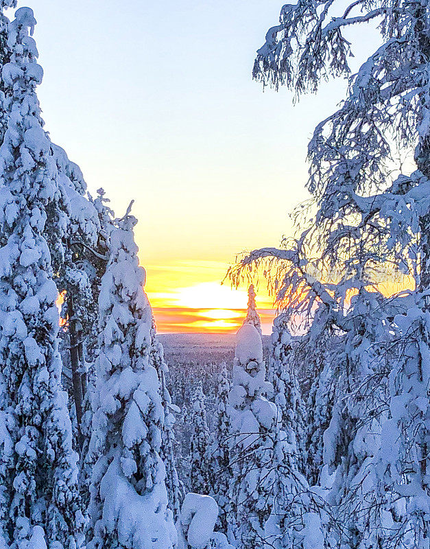 风景,冬天拉普兰。白雪覆盖的树木和明亮的日落。