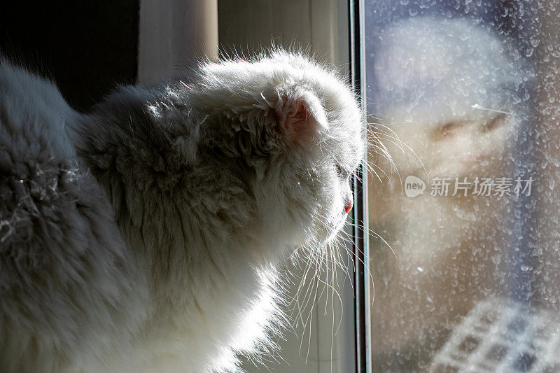 从窗户往外看的长毛苏格兰折猫