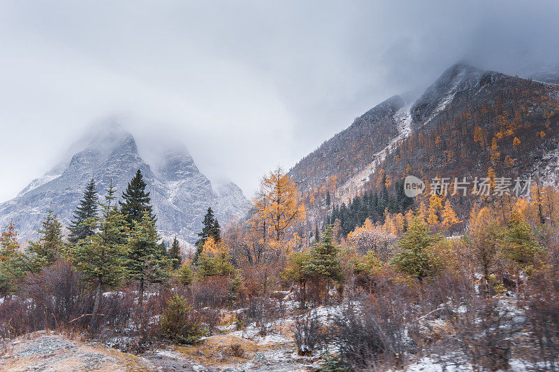 森林和树木景观纹理背景，色彩斑斓的自然景观风景亚丁，香格里拉，中国，西藏山区的秋天