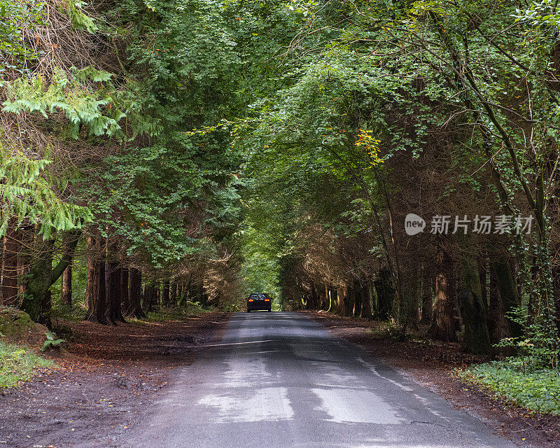 走在松林里，在远处开一辆车