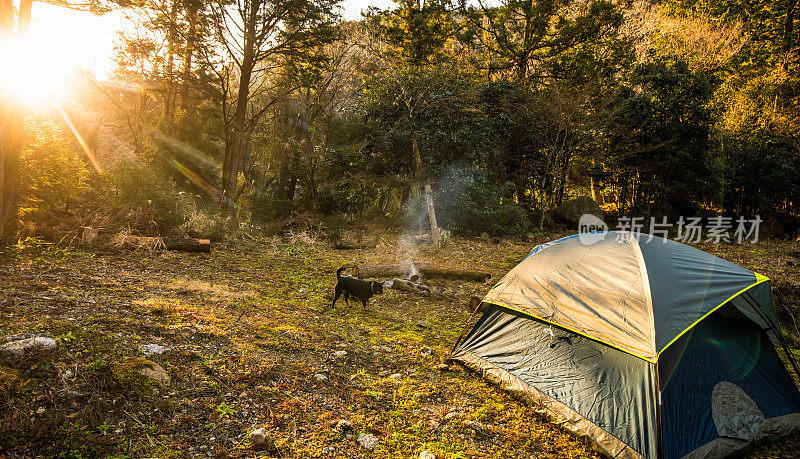 日出露营在森林里