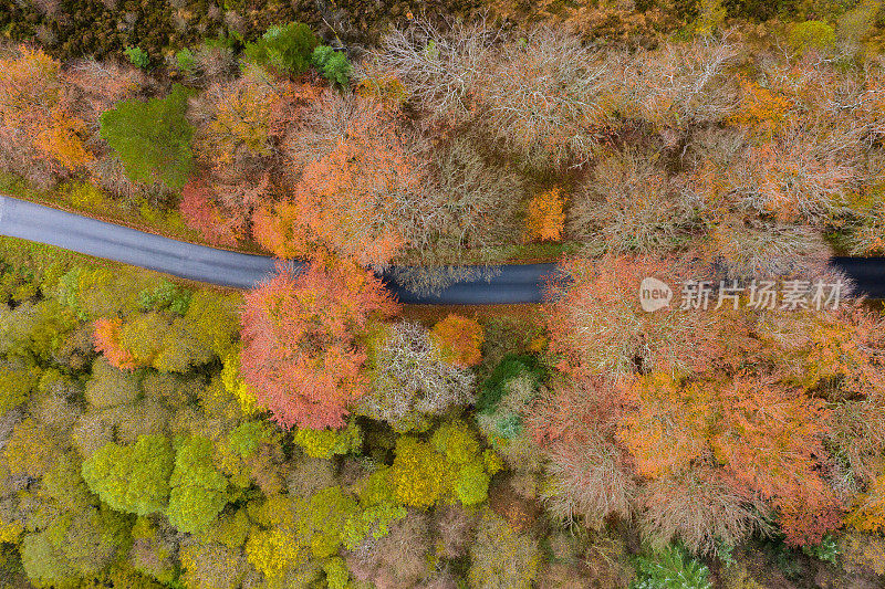 直接往下看一条乡间小路，它从一片林地里出来，树木变成了秋天的颜色