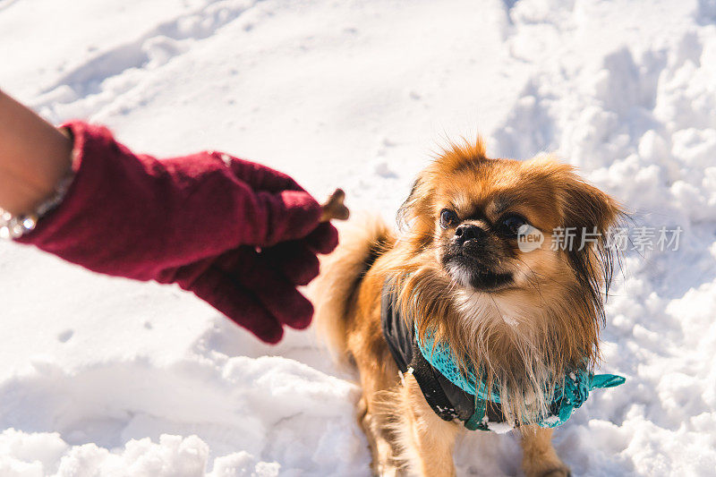 女人给狗喂食