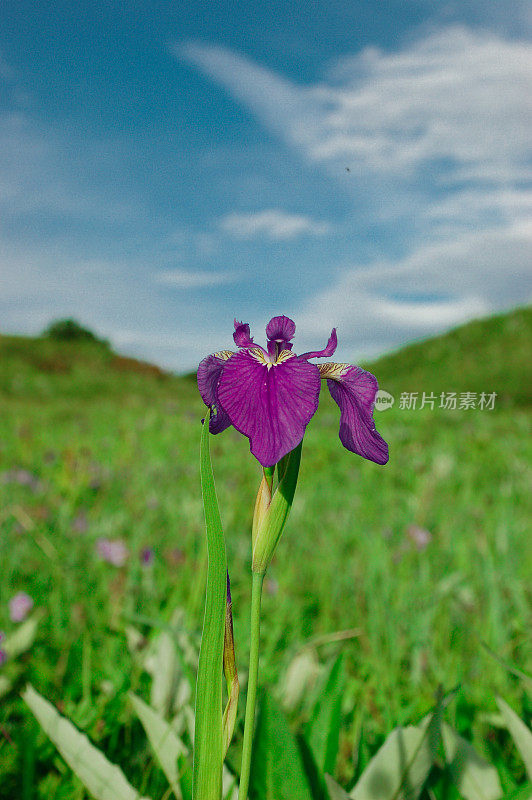 夏日草地鲜花，抽象的背景概念，柔和的焦点，散景，暖色调