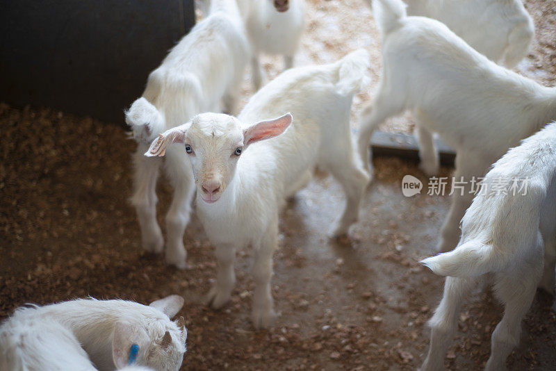 小山羊在等待食物