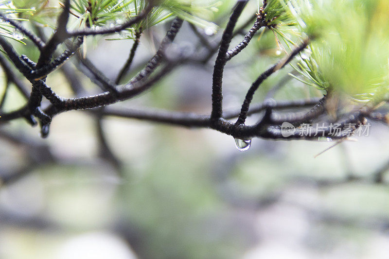 雨后的雨滴挂在松针上