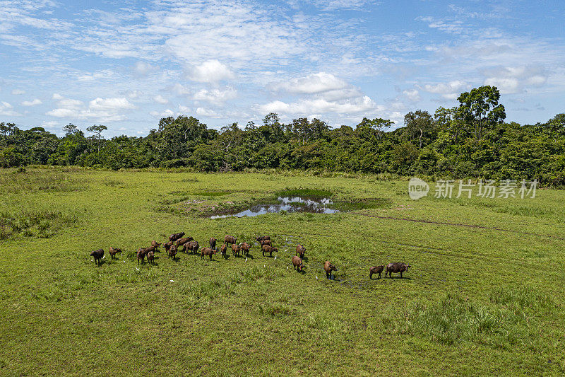 航拍非洲森林水牛在雨林，刚果