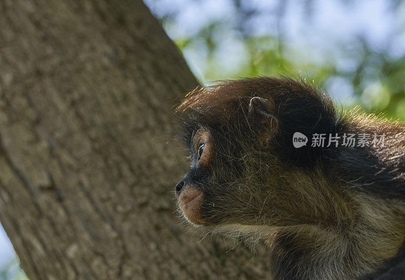 卡曼湖附近尤卡坦半岛仙喀安生物圈保护区的野生蜘蛛猴