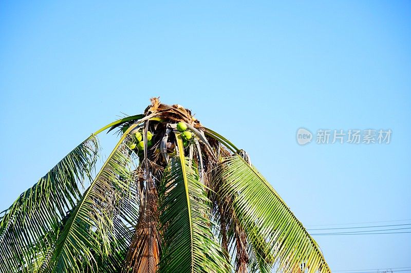 死去的椰子树