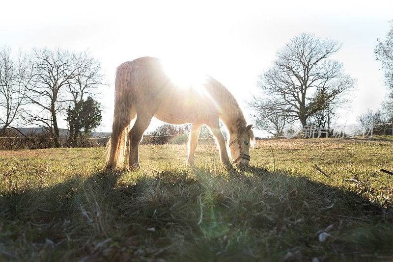 白色威尔士小马享受在冬季草地